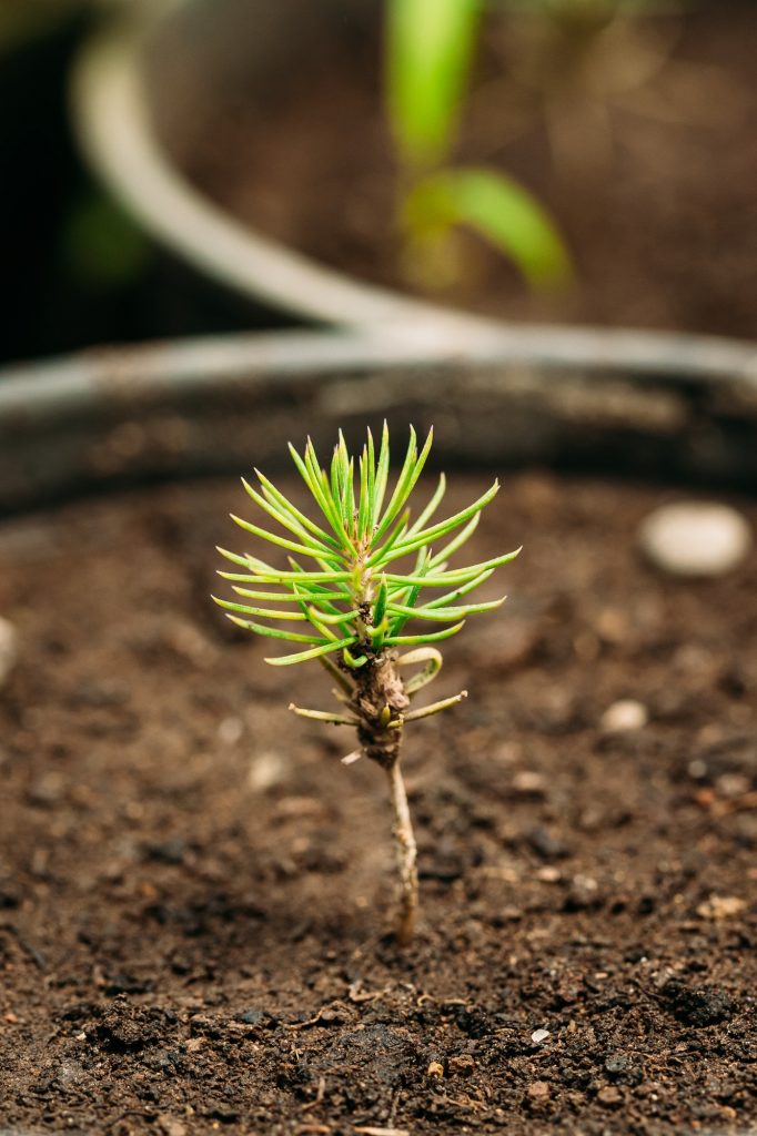 Green Sprouts Of Pine Tree Plant With Leaf, Leaves Growing From